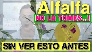 🌟 ALFALFA PROPIEDADES ❇️ y BENEFICIOS probados científicamente [upl. by Sivar]