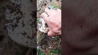 RUSSULA CHLOROİDESKAYIŞKIRANAKKAYIŞKANKİRTLİKBOLU [upl. by Rubie]