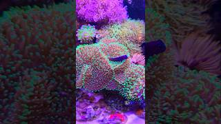 Amazing 🐠 TUNZEAquarientechnik music remix dj aquarium reef fish housereef coralreef 💘😇👀 [upl. by Christin799]