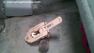 Does a Mouse Trap Made Out Of Recycled Cardboard Really Work EVO Trapz In Action [upl. by Alby]