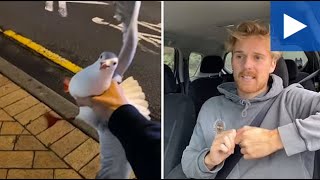 NZ Man Explains How He Caught A Seagull With His Hand [upl. by Nnateragram753]