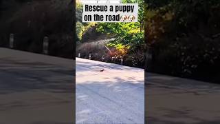 Part 37  Rescue a puppy on the road [upl. by Savage]