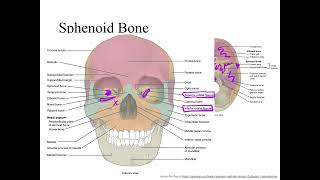 Dr Benaduce Sphenoid Bone Axial Skeleton Lecture [upl. by Crotty]