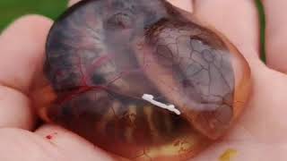 Baby Lizard Breaks Free From Amniotic Sac in Persons Palm  1122428 [upl. by Eel]