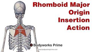 Rhomboid Major Anatomy Origin Insertion amp Action [upl. by Merell]