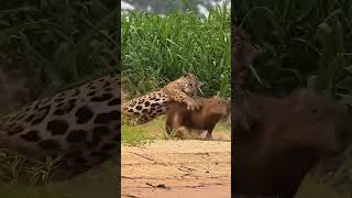 Into the Wild The Fierce Struggle Between Jaguar and Capybara [upl. by Elag]