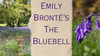 Emily Brontë’s The Bluebell  Poetry walking amp sunshine [upl. by Aneala]