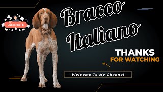 Bracco Italiano Dog Breed  Complete Guide amp Information [upl. by Natal]