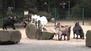 Promotievideo Tierpark Nordhorn [upl. by Brody]