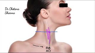 Carotid artery surface Anatomy English version [upl. by Akenom]