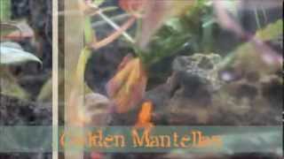 What does a Golden Mantella sound like [upl. by Urias]