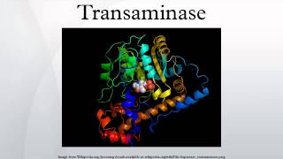 Transaminase [upl. by Ardelle]