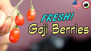 What Goji Berries Taste Like Fresh and Dry  Weird Fruit Explorer Ep 342 [upl. by Ajat]