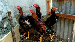 Red Japan Ayam Dari Kandang Abang Rizaldi Anak Medan [upl. by Licec25]