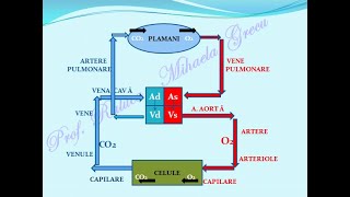 SISTEMUL CIRCULATOR INIMA  Lectii de biologie [upl. by Tedder37]