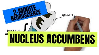 2Minute Neuroscience Nucleus Accumbens [upl. by Nye143]