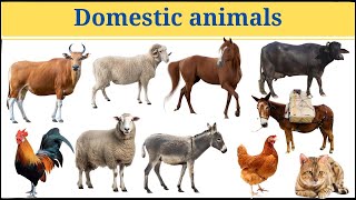 Domestic animals name with pictures in english and hindi domestic animals name [upl. by Sarette]