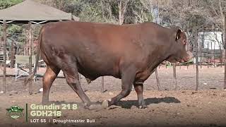 Lot 55 GDH218 Droughtmaster Bull [upl. by Adnalahs]