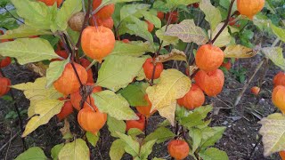 Eating Chinese Lantern Winter Cherry Strawberry Ground Cherry Physalis alkekengi [upl. by Euginimod227]