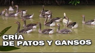 PATOS Y GANSOS [upl. by Gwenette]