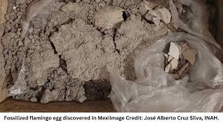 Fossilized Flamingo Egg Up To 12000 Years Old Is First Ever Found In The Americas [upl. by Hancock463]