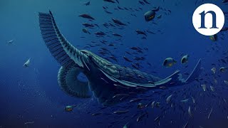 Gentle giants of the Cambrian [upl. by Anyd]