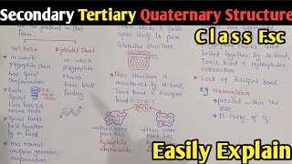 Secondary Tertiary And quaternary Structure Of Protein Lecture In Urdu Hindi  Class 11 Biology [upl. by Boj]