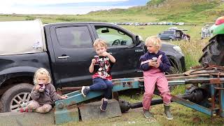 Trials of Bute 2024 Brace Sheepdog Trial Competition [upl. by Babby]