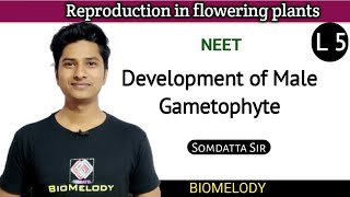 Development of Male Gametophyte  NEET  NCERT EnglishHindi Bilingual [upl. by Vittorio406]