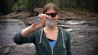 Thousands of gaspereau fish jumping rapids in the Oromocto River ExploreNB [upl. by Nirrak918]