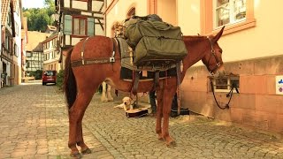 Aus dem Leben eines Taugenichts  Auf Tour mit dem Packpferd Wandern mit Packtier Pferd Esel [upl. by Alyn]