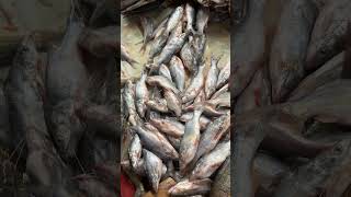 Barbudos youtube fish pescado pescadofresco [upl. by Ortrud]