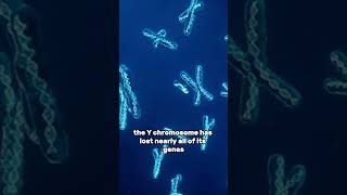 Disappearing Y Chromosome Men Will Not Reproduce in the Future chromosome reproductivehealth [upl. by Ayahc]