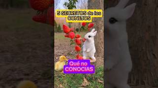 5 SECRETOS de los CONEJOS qué no CONOCIAS conejos shorts shortvideo youtubeshorts [upl. by Eniamreg405]