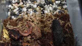 Basics of a fast Salamander Terrarium setup  Save the Salamanders [upl. by Elleda]