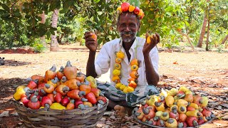 CASHEW FRUITS RECIPE  Picking and Eating Cashew fruits  Cashew Fruits Sarbat  Prepare by KGF [upl. by Lincoln597]