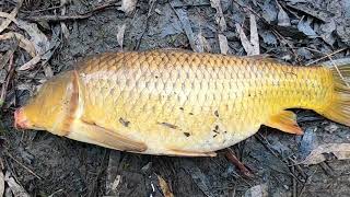 How to Catch Big Carp with Bread [upl. by Arod]