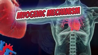 Myogenic mechanism  Human Heart ❤️ and Cardiology ❤️🔊✅ [upl. by Ayocat325]