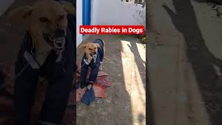 Rabies in Dogs drrahulpetscare shorts streetdog straydogs shortvideo [upl. by Ycnalc]