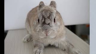 Final Video The rabbit has no more skin disease  chronic scabies treatment [upl. by Vudimir]