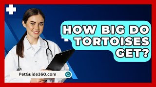 How Big Do Tortoises Get  PetGuide360com [upl. by Olegnad232]