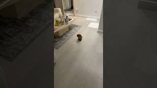 ❤️fyp cavalier puppy cute pets shorts viralvideos viral viralvideo viralshorts shortvideo [upl. by Ridglea]