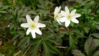 Anemone nemorosa  Buschwindröschen  Wood Anemone [upl. by Sidwohl584]