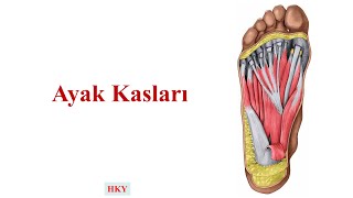 Ayak Kasları [upl. by Fellows583]