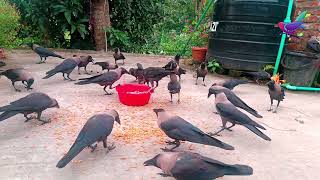 Different kauwa ki awaz  Angry kauwa ki awaaz  Crow bird unity anger and sound for food P1181 [upl. by Fowle]