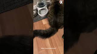 🐱Scared you🤣🤣🤣Animallovers foryou fyp longervideos America cats cutepets funnycats [upl. by Chance317]