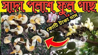 সাদা পলাশ গাছ আমরা কিভাবে চিনবোকিভাবে আমরা এই গাছটা বিক্রি করবগাছটার কত দামSada polash ful gach [upl. by Olegnaleahcim26]