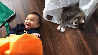 福袋を我が物にする猫 ノルウェージャンフォレストキャット Cat making lucky bag my own [upl. by Giselbert]