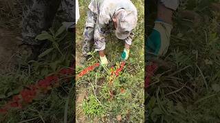 Harvesting fresh prunus humilis process farming [upl. by Bunker]