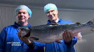 Big fish big deal for Bay de Verde’s new 16M salmon processing line [upl. by Simonne]